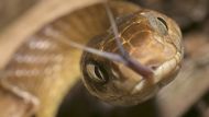 82-летняя жительница стокпорта в Большом Манчестере испытала настоящий шок, когда обнаружила, что в ее духовке была 90-сантиметровая африканская змея